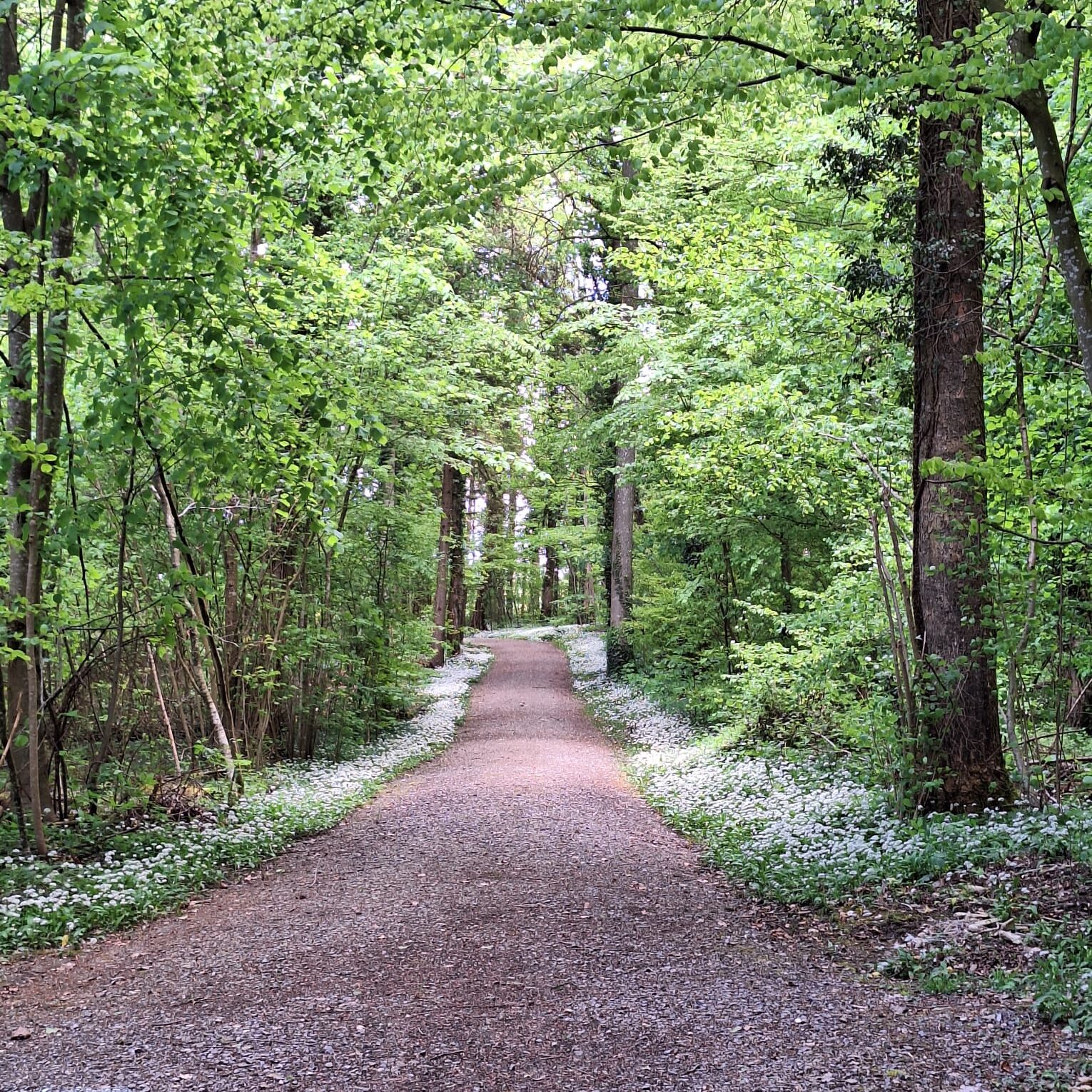 Frühling im Wald